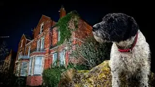 POV of a dog exploring abandoned mental treasure house
