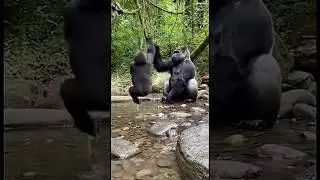 Fun of champagne. #shortvideo #viralvideo #funny #animals @MrBeast
