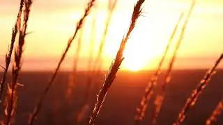 Ukrainian Golden Wheat Field  \1 Hour \ Relaxing Wind Sounds Through The Grass Field