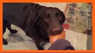 Dog Steals Bread - Guaranteed to Smile