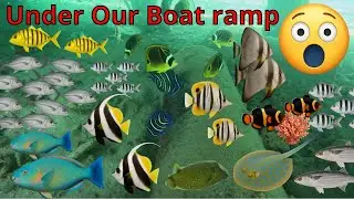 Amazing Snorkel Bannerfish, Butterfly fish, Clownfish, Rays, Trevally, tuskfish, Batfish, & MORE.