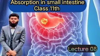 | Absorption of nutrients in small intestine (villi) | Small intestine | villi | finger like proje..