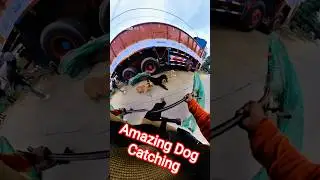 Double Dog Miss Catch Market #dog #dogwithpublicsafety #ytshorts #ytviral #pets