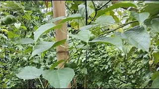 Tips Perawatan Kacang Sacha Inchi
