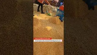 Small Electric Corn Threshing Machine Effects Maize Sheller #agricultural  #cornsheller