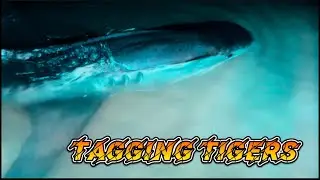 Tagging Tigers!!! #fish #shark #video #viralvideo #shorts #fishing