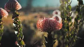 Relaxing music  Rain  Street Relief Meditation  Yoga  Spa  Nature  Deep sleep