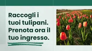 Tulipani in Festa - aperta stagione raccolta 2025