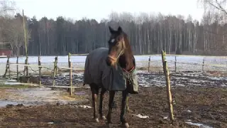 Bättre hästhållning