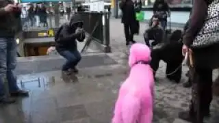 pink poodle in Berlin