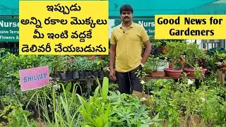 #అన్ని_రకాల_మొక్కలు_మీ_ఇంటివద్దకే_డెలివరీ_చేయబడును.#Online_plants_nursery_for_hyderabad.