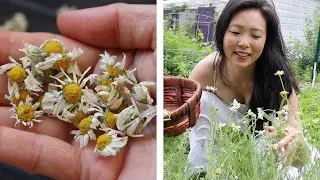 Harvesting Chamomile Flowers | Roman vs German Differences