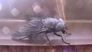 Black Horse Fly 3 HQ HD