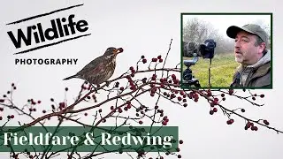 Fieldfare and Redwing Search (Part 1) - UK WILDLIFE and NATURE Photography