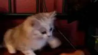 Silver & White Teacup Persian Kitten from www.tcup-persians.com