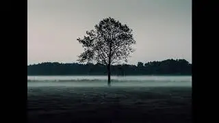 Relaxing music | 20 minutes of pure stress reducing music