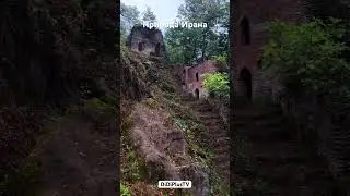 #природа #nature #релакс #лес #iran #travel #nature #gilan #звукиприроды #иран #гилан