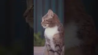 😸🍃 Breezy Bliss! See This Cat's Ultimate Chill in the Wind 🌬️🐾  #cutecatshorts  #catlife