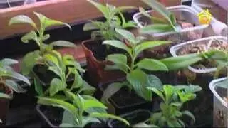 Уход за рассадой и зимнее черенкование // FORUMHOUSE