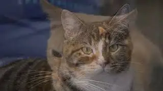 Naughty Cat Cafe 12.2025