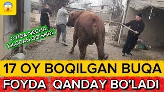 JAYDARI BUQADAN  17 OYDA FOYDA QANDAY BO'LADI 😱😱😱
