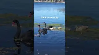 Only in Australia - Black swan #australia #blackswan #cuocsonguc