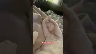 BOY CATS AMIRITE? 🥹😍 #cat #catvideos #boycat