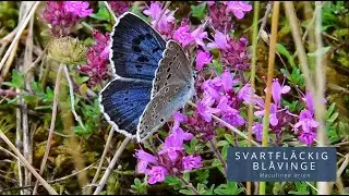 SVARTFL&Auml;CKIG BL&Aring;VINGE (Maculinea arion/Large Blue)
