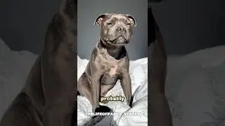 5 educational reasons not to own a Staffy aka Staffordshire Bull Terrier #staffy