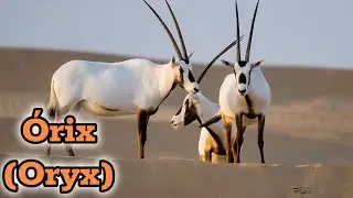 El Oryx: El animal m&aacute;s resistente del desierto