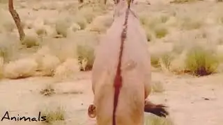 Donkey Meeting Video #success #animals #viralvideo #youtube @animalshome467 @AnimalHT2721 