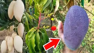 এই প্রথম সাদা আম হলো আমার ছাদবাগানে. কয়েক রঙের আম একটি গাছে. #Nam_doc_mai_white. ndm purple mango
