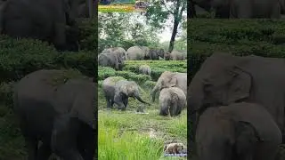 Wild elephants are busy eating grass in the water