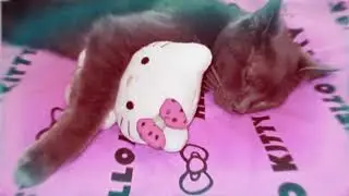 CAT OF THE DAY FANCAM 2