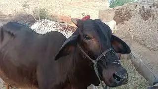 cholistani Cattle Physical Characteristic /Cholistani cow ki pehchan aur Khobian/Bull info
