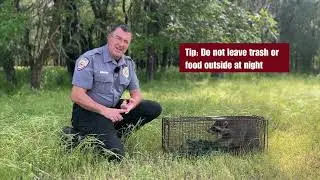 Coexisting with Wildlife - Episode 4 - Raccoons