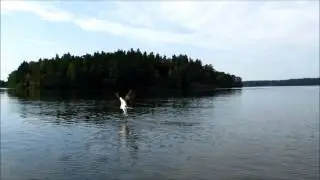 Fiskgjusen Kalle (Osprey)
