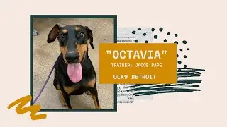 Doberman 