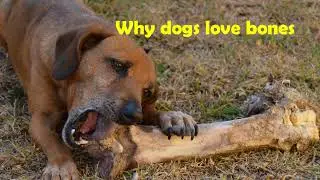 Why dogs love bones?