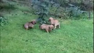 Puggle Puppies For Sale