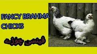 Fancy chicks l light brahma chicks l Chicks care - Petscare