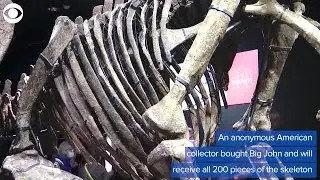 WEB EXTRA: Dinosaur Skeleton Sells For Nearly 8 Million At Auction