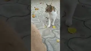 ახალი მოტოციკლეტის ხმა 😁😁😁😁😁😁😁😁😁🤣🤣🤣🤣😂😂