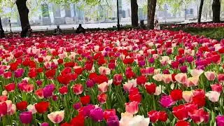 VERY COLORFUL TULIPS FIELD in Brookfield Place, Lower Manhattan