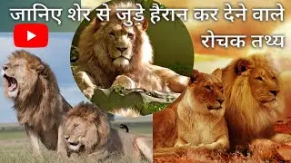 Interesting Facts About Lion in Hindi