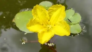 Dwarf waterlily - Nymphoides paltata - Vatnalilja - Vatnapl&ouml;ntur -  Gar&eth;tj&ouml;rn