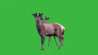 GREEN SCREEN 2 PRETTY DEER  ANIMATED HD | CHROMA KEY FREE TO USE |  COPYRIGHT FREE