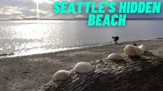 Hidden Seattle Beach Fall 4k Fun! Enjoying the Puget Sound, Magnolia, Crabs, and Fourmile Rock