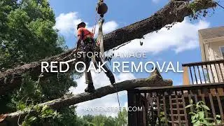 Emergency Tree Removal - Red Oak