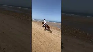 How to make a horse gallop ? #horse #horseriding  #horselover #horses #horseracing #horsepower